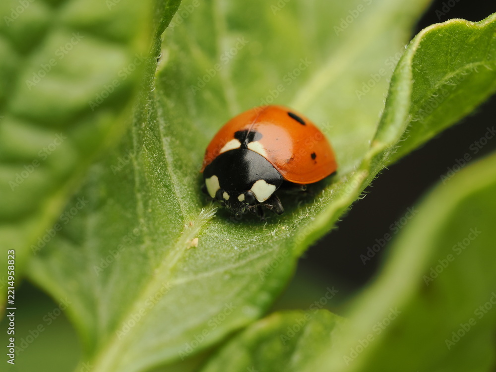 Fototapeta premium Mariquita de siete puntos (Coccinella septempunctata) descansando sobre una hoja verde brillante. Captura detallada de la naturaleza con enfoque nítido, ideal para proyectos sobre biodiversidad.