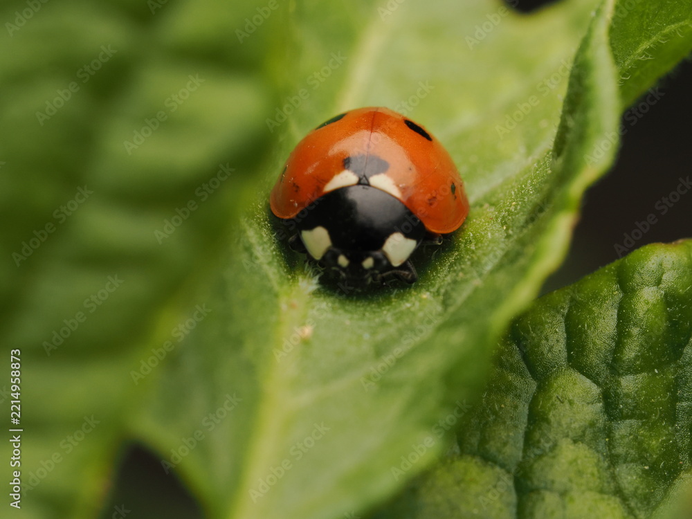 Fototapeta premium Mariquita de siete puntos (Coccinella septempunctata) descansando sobre una hoja verde brillante. Captura detallada de la naturaleza con enfoque nítido, ideal para proyectos sobre biodiversidad.