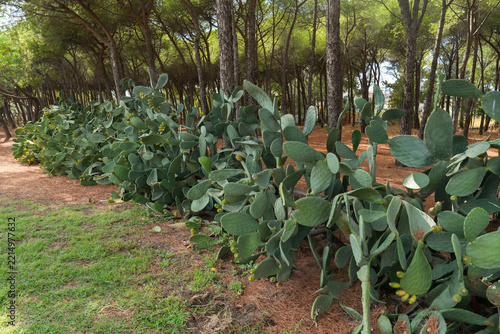 Forest with prickly pear cactus and pine trees, green foliage, Southern Italy countryside scene. Lush opuntia plants with green pads, sharp golden spines and with orange red fruits