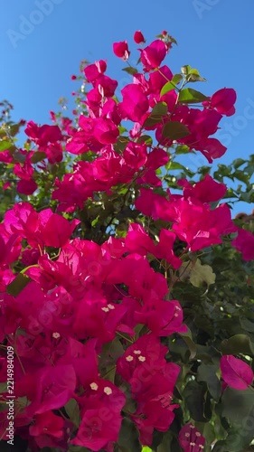 Bougainvillea tropical plant with deep pink bracts, vertical video