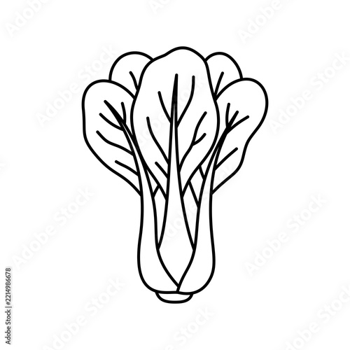 Pak choy outline vector illustration 