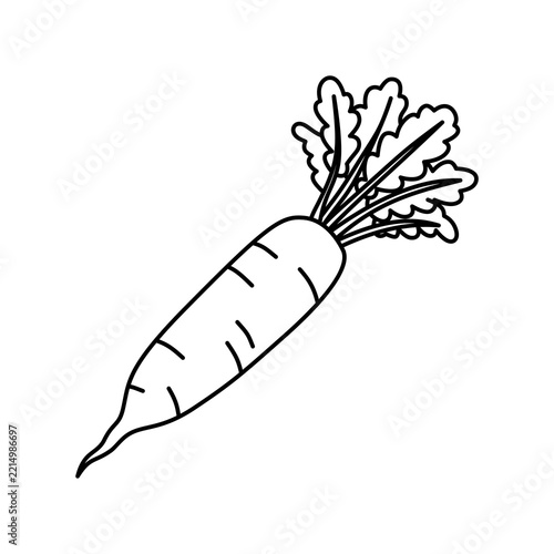 Daikon outline vector illustration 