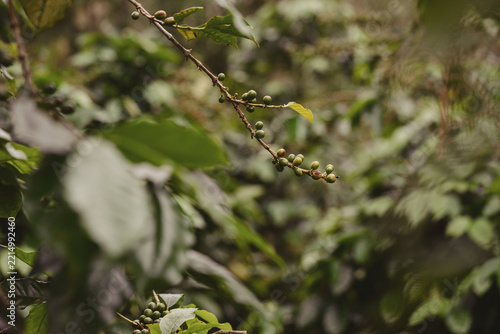 Obraz na plátně Developing green coffee cherries growing along a coffee branch in a lush farm setting, with soft natural background and generous copy space for agriculture, specialty coffee and cultivation concepts