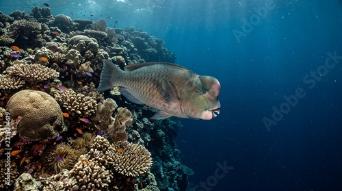 A Humphead Parrotfish swimming along the edge of a steep tropical coral reef with deep blue water beyond.