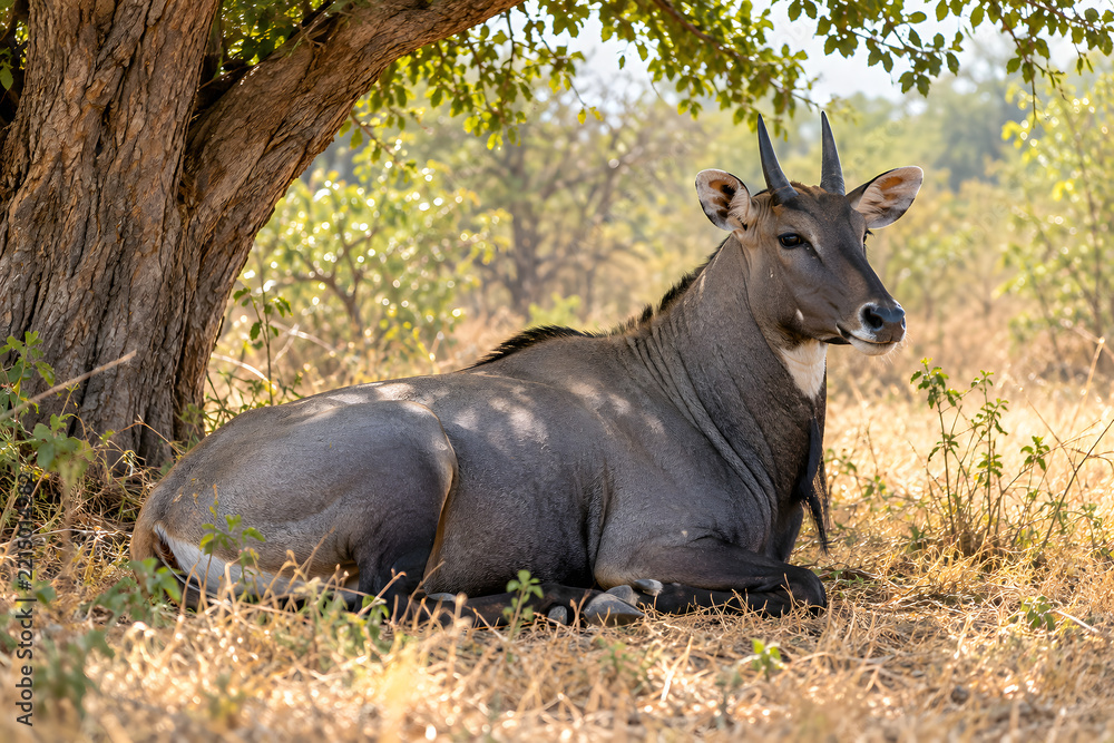 Fototapeta premium Ultra Realistic Nilgai Resting in Shade Beneath Large Tree During Warm Afternoon Wildlife Photography