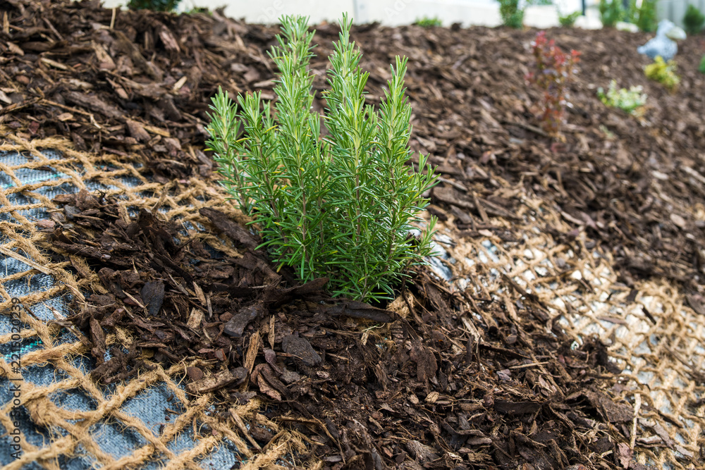 Fototapeta premium Fresh rosemary plant emerges from jute netting layered over mulch in a garden bed. The details of the rosemary plant and textured layers of mulch and jute.
