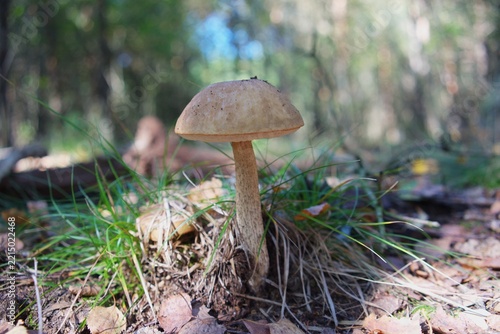 Wild brown bolete mushroom growing in an autumn forest