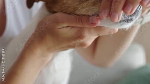 Woman checking Jack Russell terrier dog teeth at home