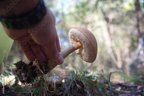 Close-up of a person's hand picking a fresh wild bolete mushroom in an autumn forest.