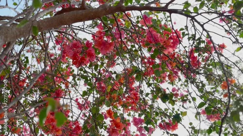 Vibrant pink bougainvillea flowers blooming on tree branches swaying in the wind. Bright summer sunlight filtering through colorful tropical foliage. Serene botanical nature background.