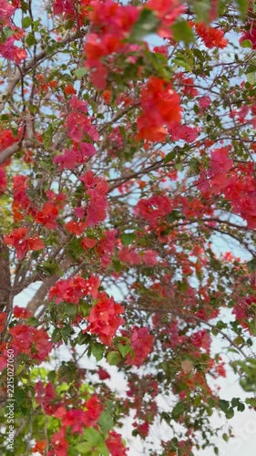 Vibrant pink bougainvillea flowers blooming on tree branches against a clear blue sky. Beautiful tropical flora moving gently in the spring breeze. Nature background perfect for summer floral designs.