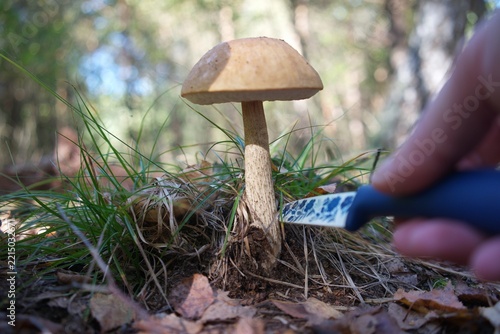 Hand with a knife harvesting a brown bolete mushroom in the woods