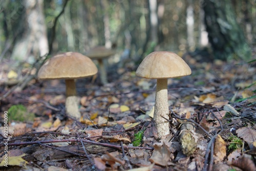 Two wild brown bolete mushrooms growing among autumn leaves in a forest.