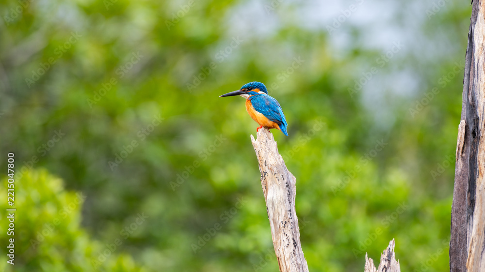 Obraz premium Common kingfisher (Alcedo atthis) perched on a weathered tree branch against a soft green natural background at Wilpattu National Park, Sri Lanka