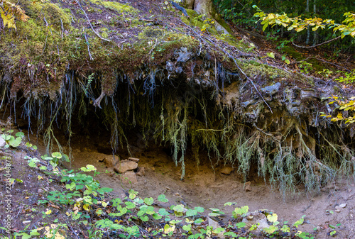 Exposed tree roots forming a natural cave on a forested hillside. Erosion exposing root system of forest trees. Overhanging mossy soil bank with exposed roots creating a small natural cave