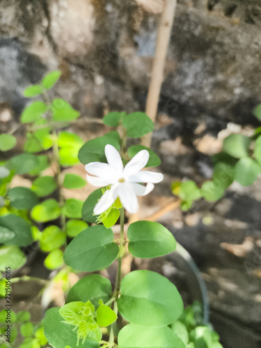 Beautiful White Jasmine Flowers Blooming Among Lush Green Leaves.