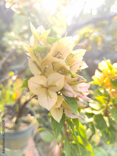 Beautiful Peach and Yellow Bougainvillea Flowers in Warm Sunlight.