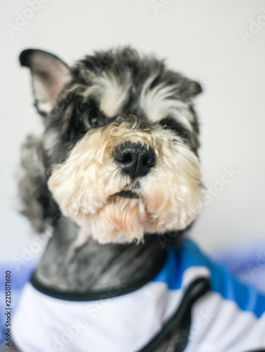 Fotografie miniature schnauzer puppy