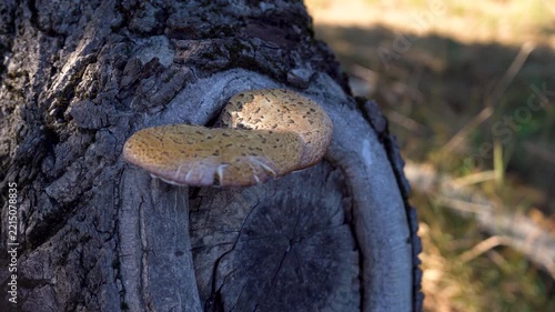Close-up of wild bracket fungus mushroom growing on rough tree bark in warm autumn sunlight, highlighting natural forest texture and peaceful biodiversity. 4K video.