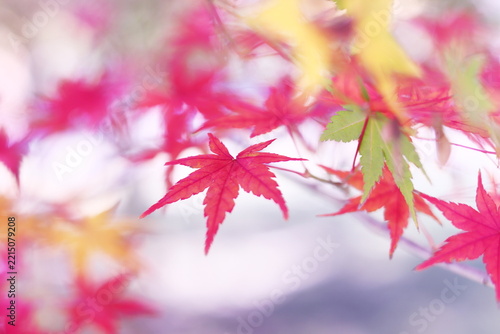 鮮やかな秋の紅葉
