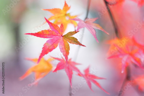 色鮮やかな秋の紅葉