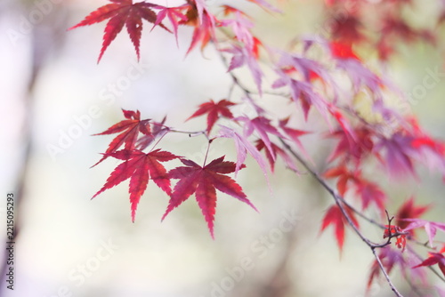 色鮮やかな秋の紅葉