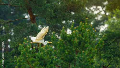 great egret (Ardea alba) in flight