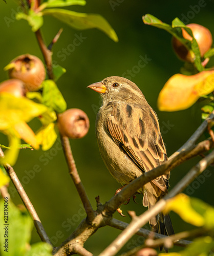 Obraz na plátně house sparrow (Passer domesticus) on branch