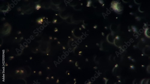 Gut microbiota probiotics under darkfield microscope - Lactic acid bacteria and yeast in fermented milk kefir 
