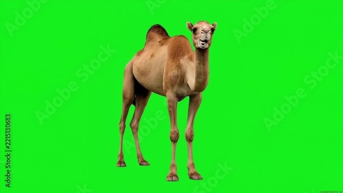 Camel Strutting Animation on Green Screen for Desert Scene Creation