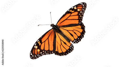 Beautiful monarch butterfly showing vibrant orange and black wing patterns isolated on transparent background