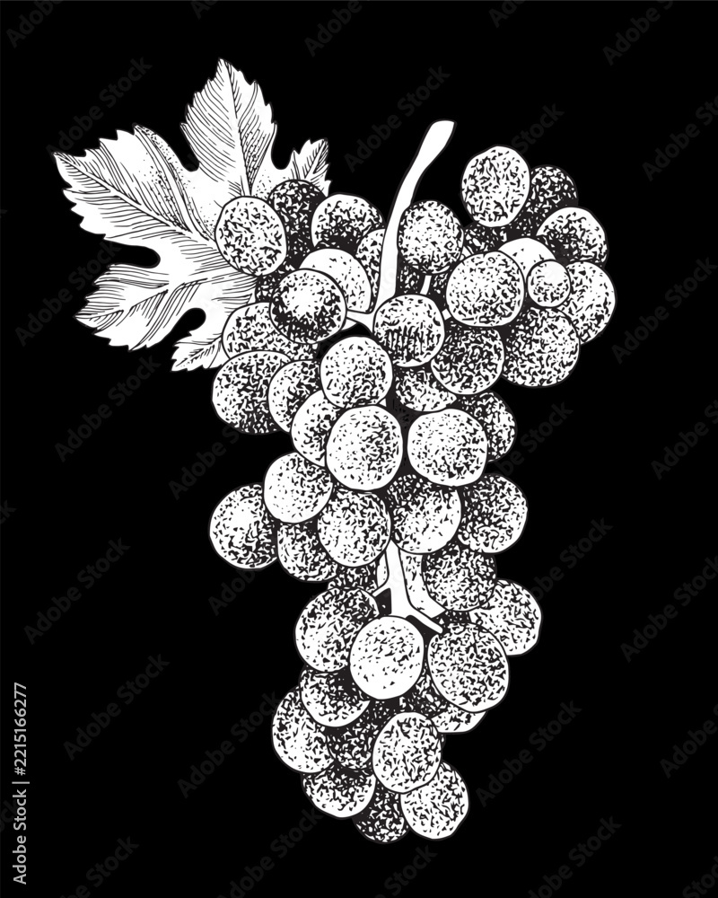 Fototapeta premium Blue grapes cluster with leaves hand sketched vector