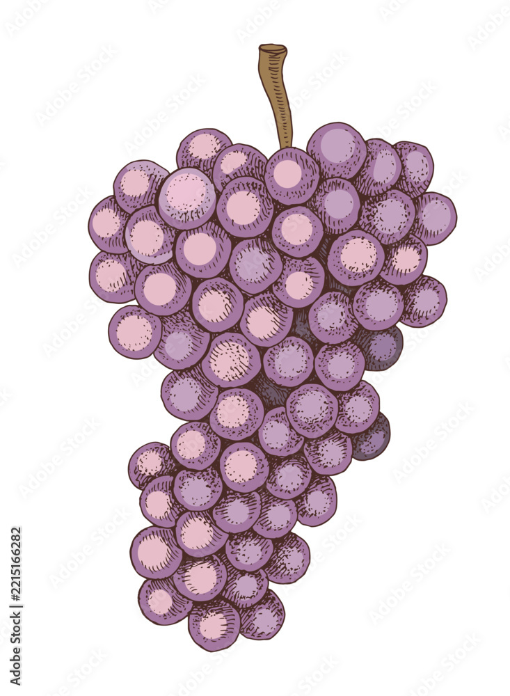 Fototapeta premium Pink grapes cluster hand sketched vector