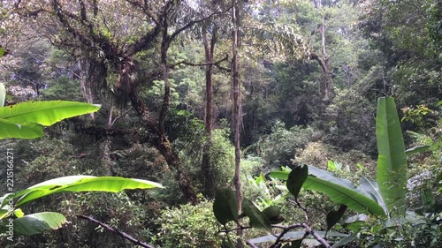 Lush Tropical Rainforest Jungle Landscape with Dense Green Vegetation and Wild Banana Leaves