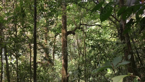 Dense Forest Interior with Sunbeams Filtering Through Green Trees Canopy and Undergrowth