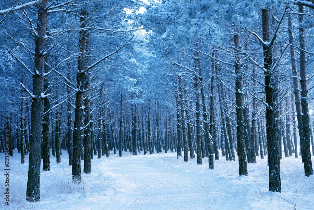 Naklejka premium Snowy forest path in winter