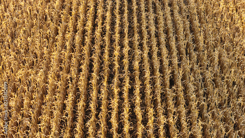 Overhead drone perspective of a parched agricultural field