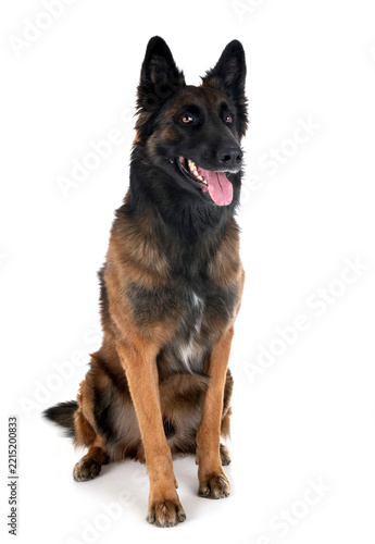 Obraz na plátně belgian shepherd tervuren