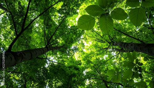 Looking up through lush green forest canopy with sunlight filtering through the leaves and branches