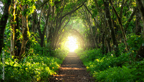 Sunlight filtering through a lush green forest canopy creating a natural tunnel over a dirt path