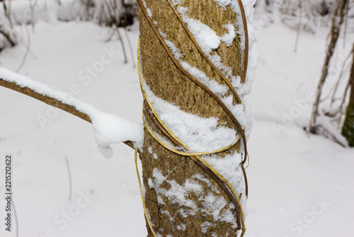 Obraz na plátně Close-up of a textured tree trunk entwined with wild vines, beautifully blankete