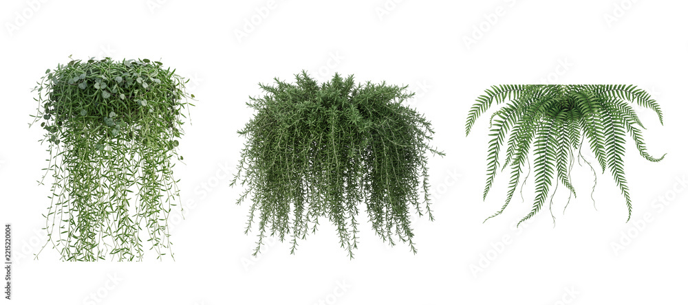 Fototapeta premium Selection of three green hanging houseplant options featuring trailing vines and delicate leaves on transparent background for home interior decor.