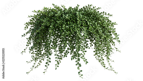 Cascading green bush plant with rounded tiny leaves creating a thick hanging canopy for fresh botanical designs and architectural landscape renders.