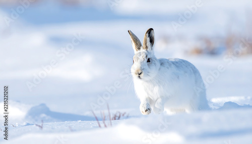 Arctic Hare Running Through Snowy Landscape in Winter Wildlife Scene with Soft Sunlight