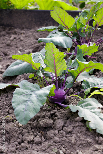 Purple kohlrabi plants grow in cultivated garden soil with broad green leaves and violet stems, illustrating vegetable farming, organic gardening and fresh food production.