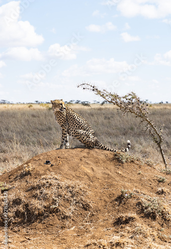 Cheetah staring over shoulder
