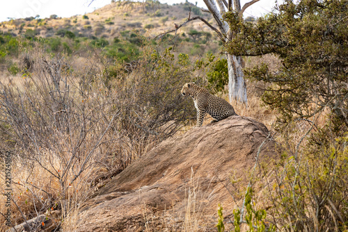leopard staring