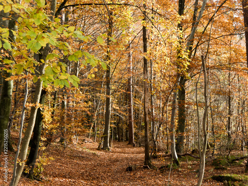 Wanderweg durch einen Buchenwald im goldenen Herbst