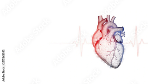 medical icon human heart anatomy
