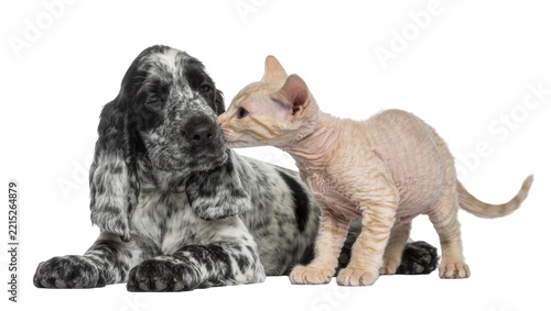 Fotografie Small peach Devon Rex kitten nuzzling a black and white English Springer Spaniel